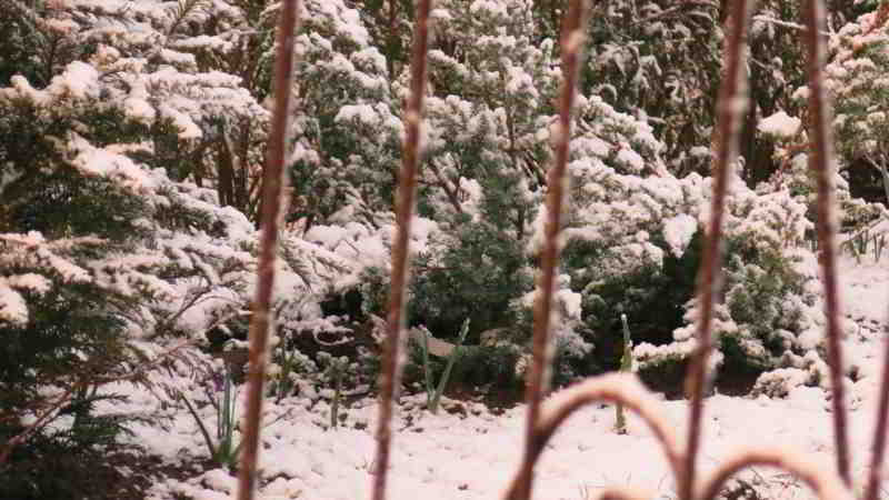 Schneebedeckter Wacholder: Warten auf die Beeren für den Aufguss für Heringe