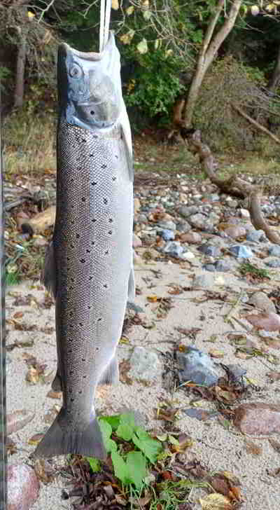 © Günni Blanke Meerforelle vom 08.10.25