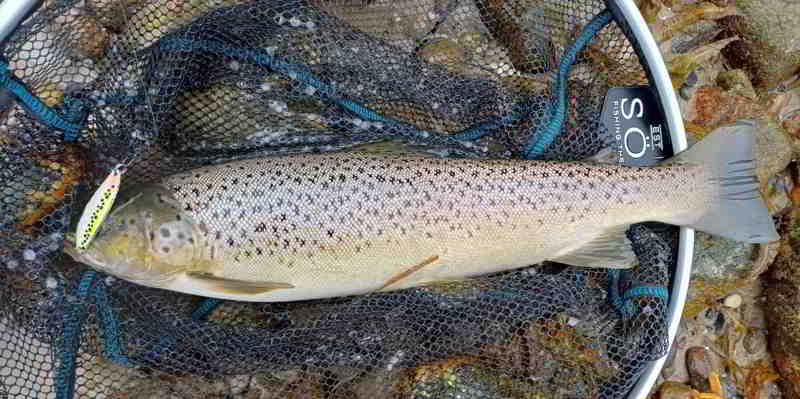 © Günni Eine braune Herbstschönheit vom 08.10.25 aus dem Ooschen