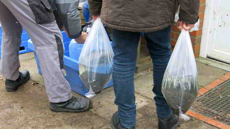 Etwa 10.000 kleine Meerforellen pro Tüte werden in der Nachbarschaft ausgesetzt