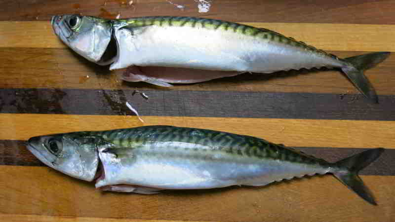 Nach einer spannenden Jagd mit Blaulicht konnte ich diese Makrelen fangen