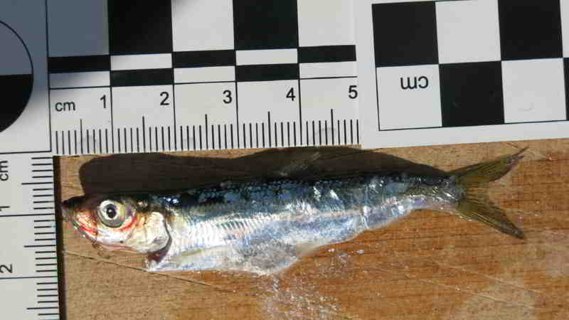 Diesen kleinen Hering konnte fishfinder Ende Juli 2025 in der Innenstadt von Kiel fangen