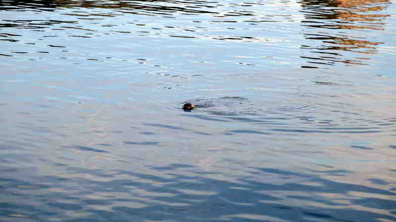 Auch er blieb ohne Herbsthering: Seehund am 12.10.2025 bei der Jagd nach Heringen