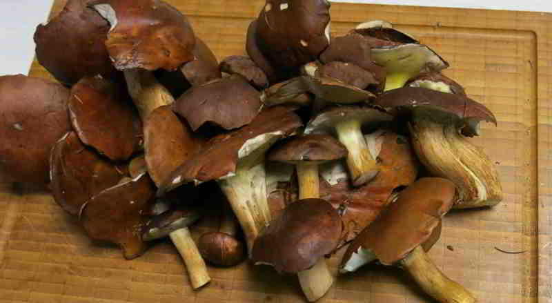 Erfolg bei meiner ersten Pilzusche: Frische Pilze in meiner Küche 10/2025