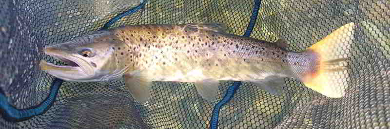 © Günni Eine braune Meerforelle, gefangen Mitte Oktober 2025 in Dänemark