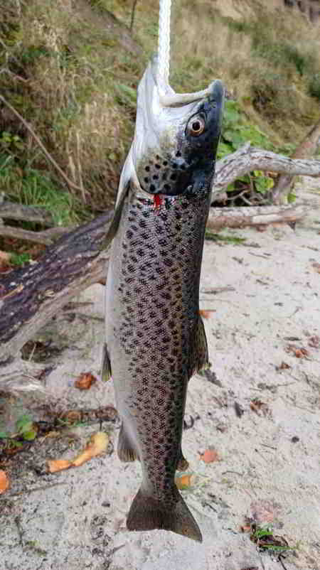 © Günni Godfather of Seatrout aka Frontman Günnis vom 21.10.2025 aus DK