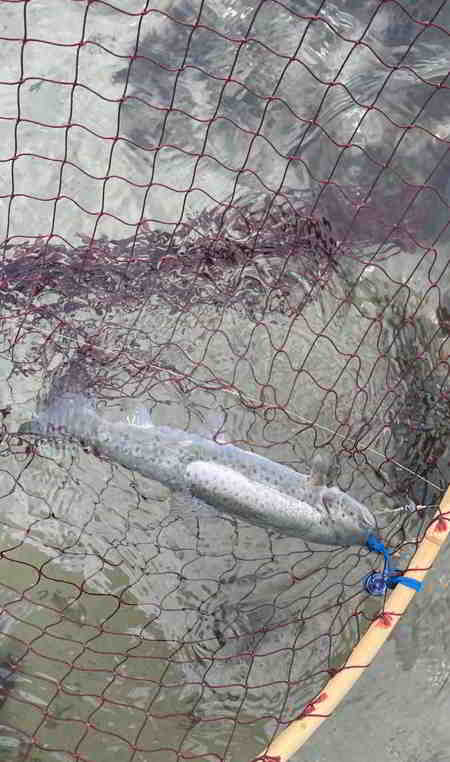 © fishfinder Knapp am Überspringer vorbei. Kleine Mefo vom 02.11.2025