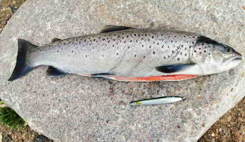 © Kielläär Überspringer vom 03.11.2025 auf dem Weg in die Küche