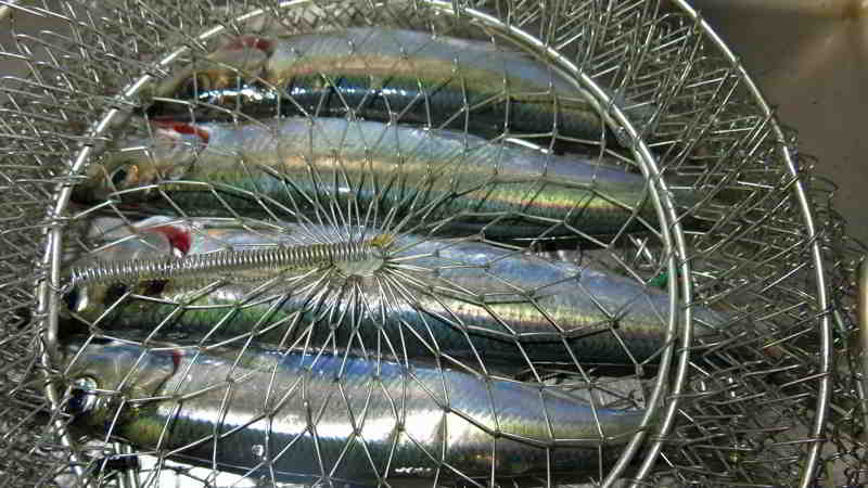 Es waren nur einzelne Heringe unterwegs. Nicht einmal ein Trupp mit Heringen