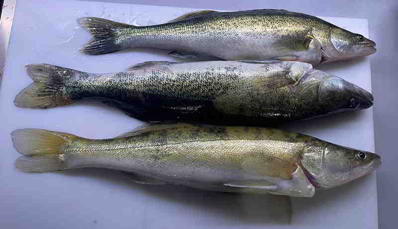 © fishfinder 3 Zander vom 09.11.2025 in 58 und 52iger Länge in der Küche