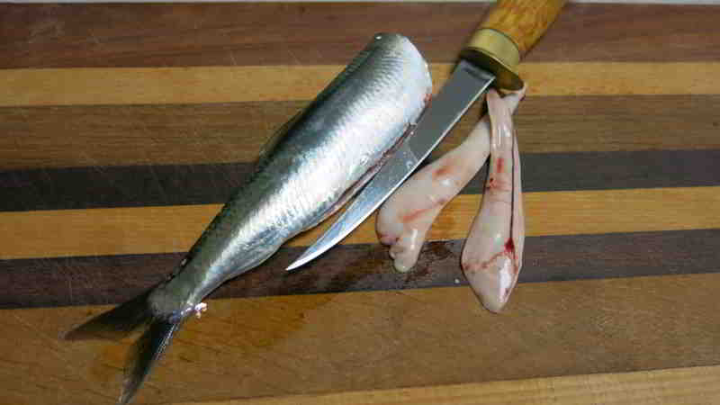 Am 11.11.2025 konnte ich einen Herbsthering in 2 Stunden fangen