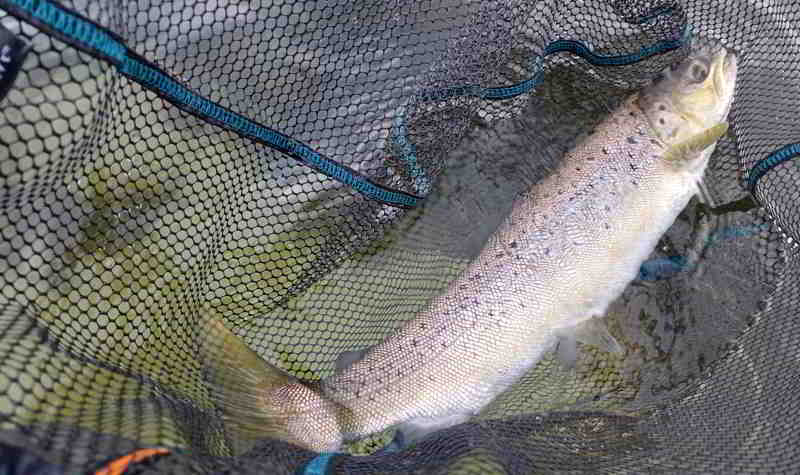 ©Günni steuert ein Goldmariechen zum Karneval bei. Petri Heil, lieber Günni!