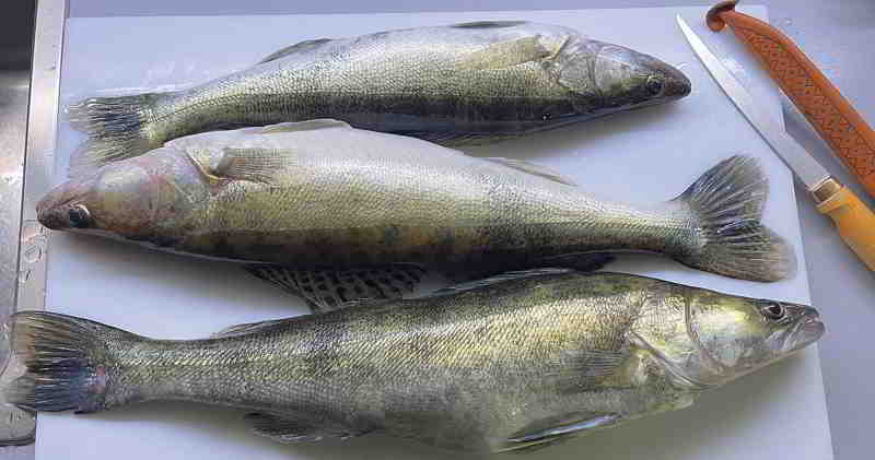 © fishfinder Dickes Petri für den erfolgreichen Zanderfänger vom 16.11.2025