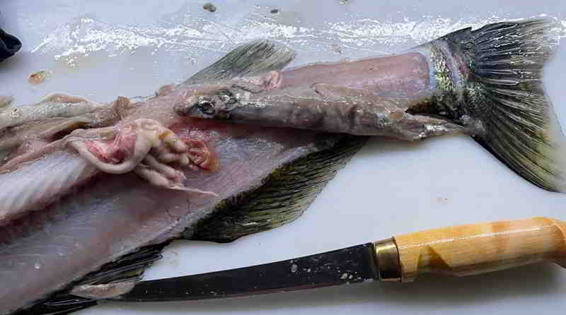 © fishfinder Zander hat sich am 16.11.2025 im Graben nach einem Hering auch fishfinder's Köder geschnappt