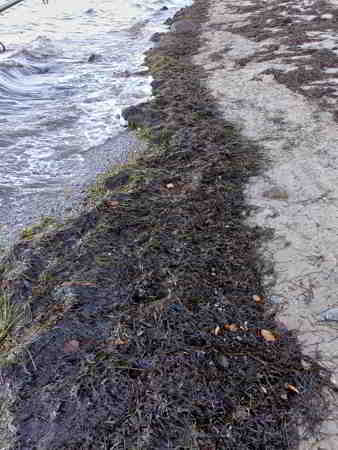 © Günni Am 17.11.2025 ist der Ooschen offshore noch ICEfrei