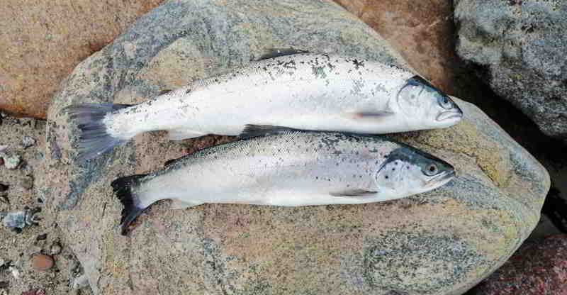 © Kielläär hat am 18.11.2025 der kurzsichtigen Fellmütze erfolgreich das Futter streitig gemacht. Petri!