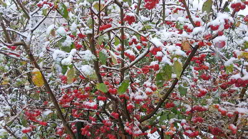 So sieht der plötzliche Wintereinbruch bei mir im Garten aus. Zeit für Schneeheringe aus dem Ooschen!