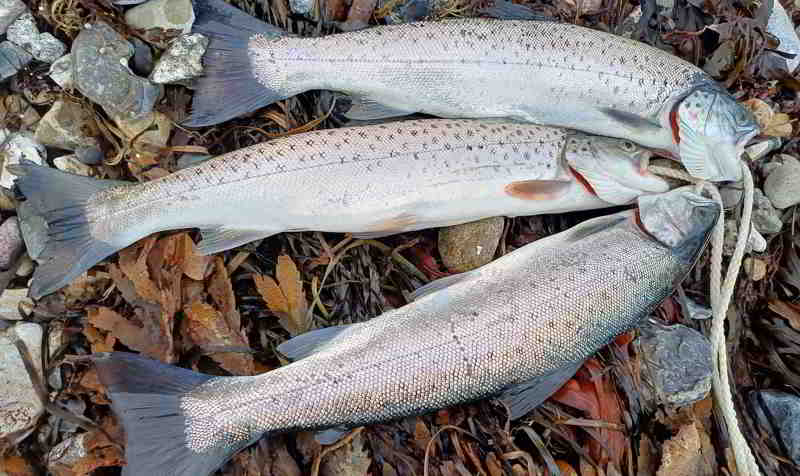 © Günni Bei 5,60m Wasserstand ufernah am 20.11.2025 gefangen