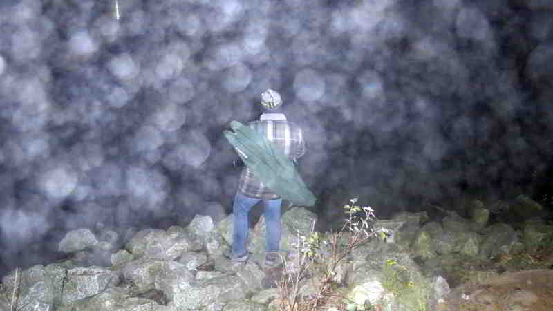 26.11.2025: Köhler bei der Jagd auf Zander im dichten Nebel