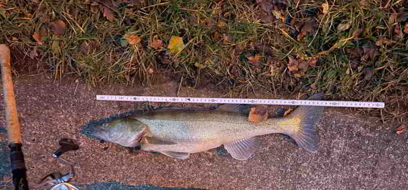 &copy; fishfinder konnte am 05.12.2025 einen 55iger Küchenzander fangen und der Natur entnehmen