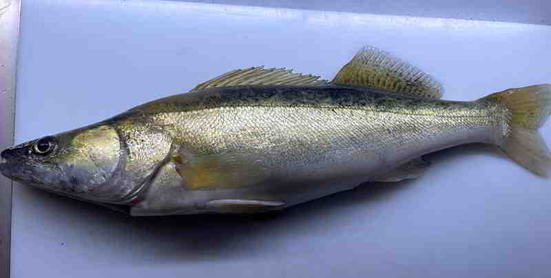 &copy fishfinder Ein 60iger Zander, hier in der blauen Stunde, lässt auch das Herz von Freiberuflern höher schlagen