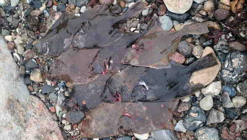 &copy Köhler An den Grund farblich bestens angepasst: Plattfische