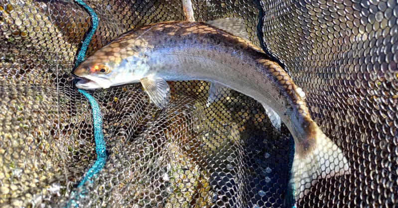 Eine der ersten Meerforellen des Jahres 2026, die 
Günni gefangen hat