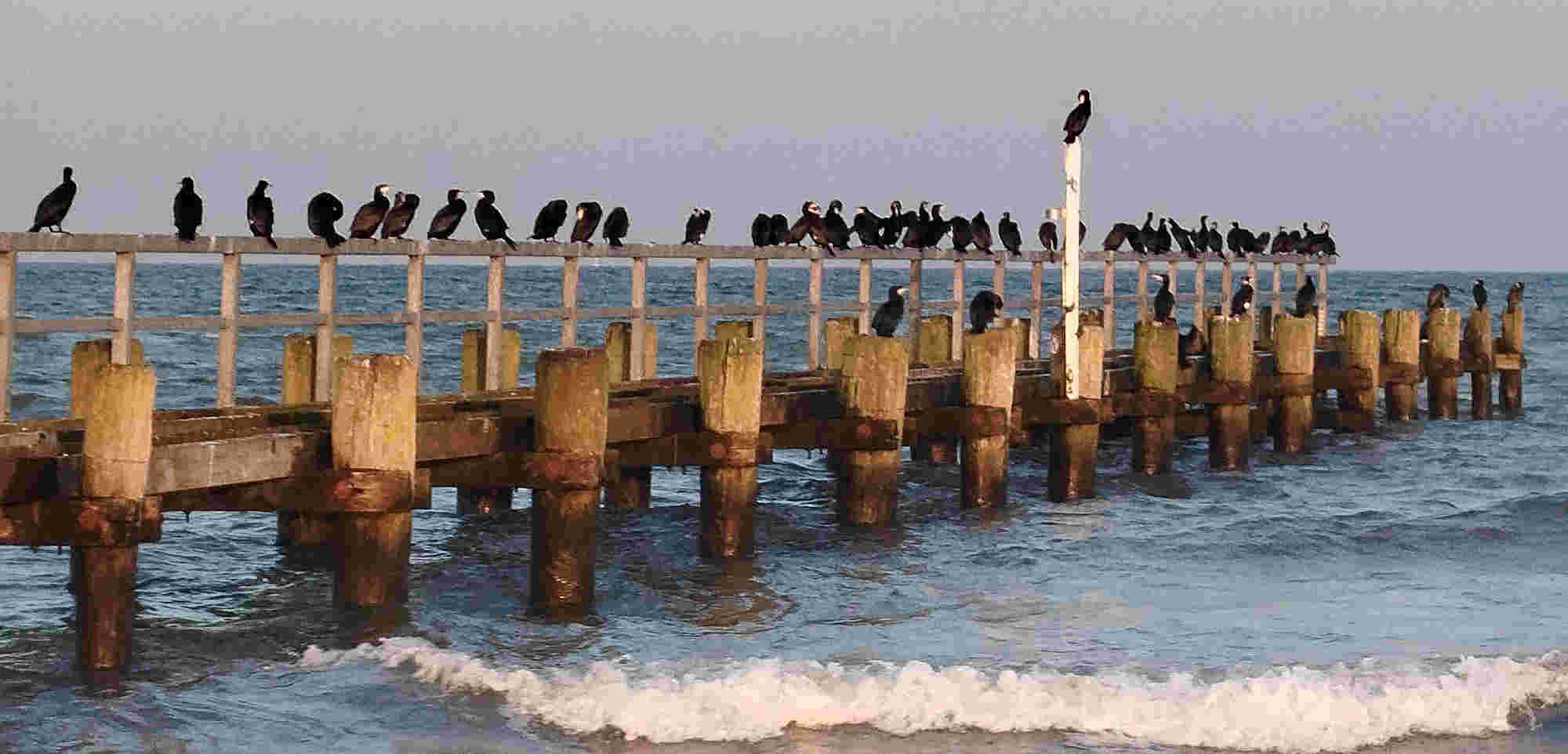 &copy; Rosi Auch im Bereich Travemünde: Kormorane 
am 22.01.2026