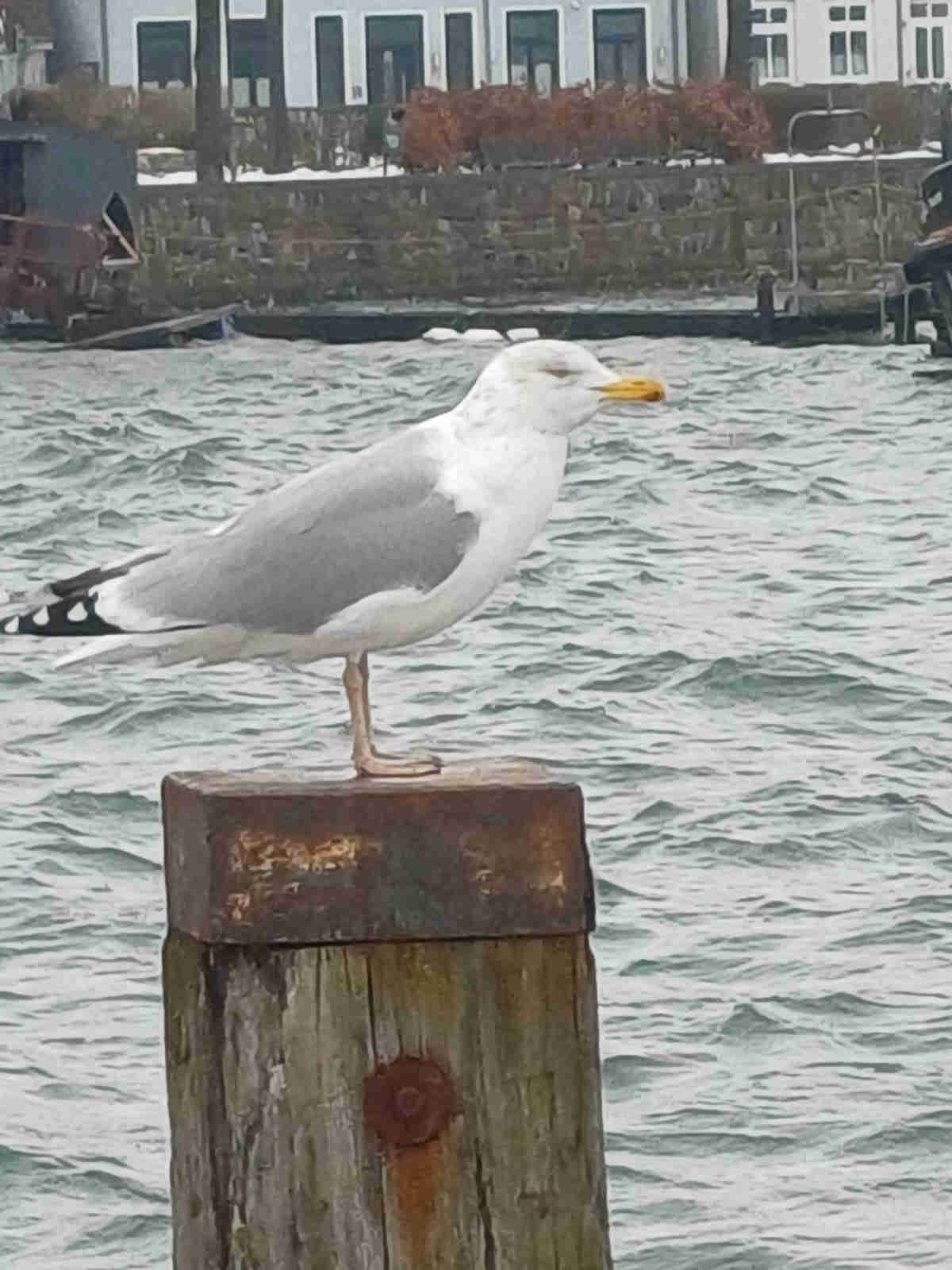 &copy; Günni Schlafende Kampfmöwe auf einem Pfahl in Eckernförde