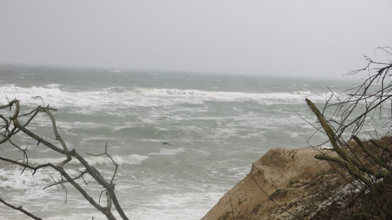 Wintersturm: Kormoran im Flug und Blick auf die hier ICE freie Eckernförder Förde am 05.02.2026