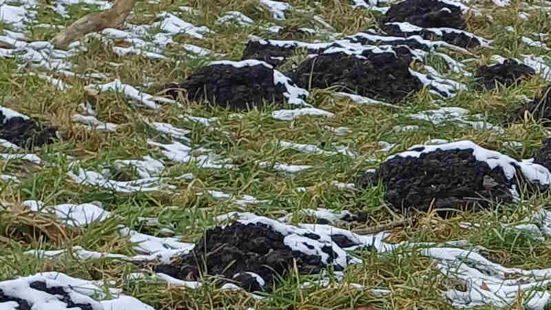 &copy; Günni  Das macht Hoffnung auf ein baldiges Heringsangeln in Kiel: Maulwurfshaufen am 14.02.2026
