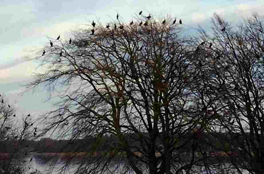 &copy; Hinnerk meldet am 02.03.2026: Die Saisonarbeiter sind da. Heringe? Geht los