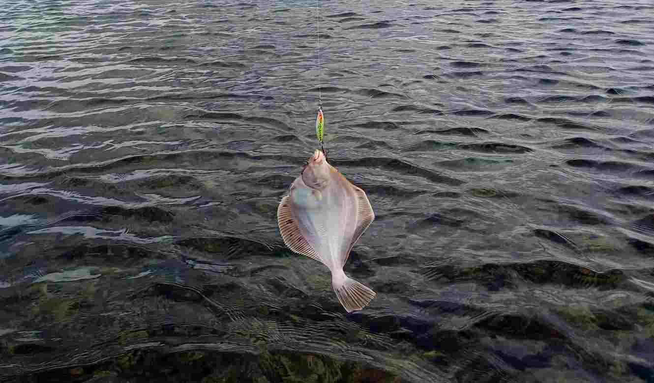 &copy; Günni fängt mit seinem Boss Blinker Meerforellen und heute, 16.03.2026, Plattfische