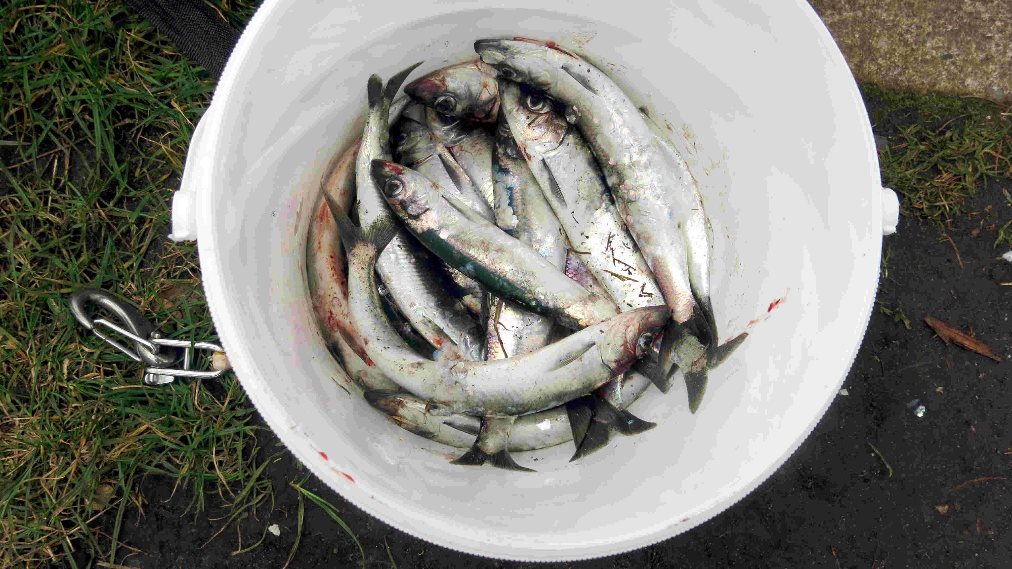 Frühlingsanfang UtB mit Heringen, man könnte sagen: Heringe? Oh la la