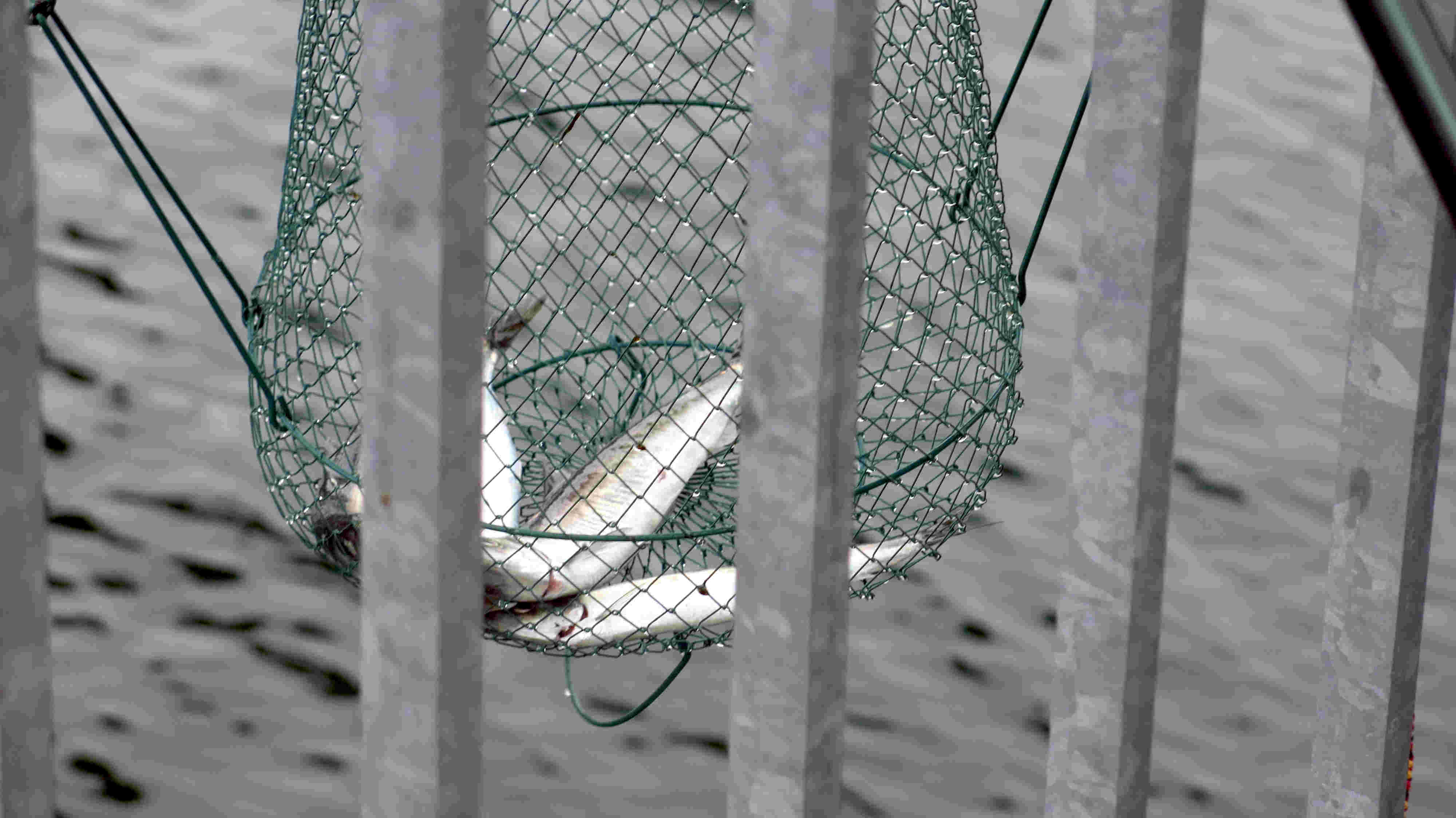 Frühlingsanfang UtB mit Heringen, man könnte sagen: Heringe? So la la