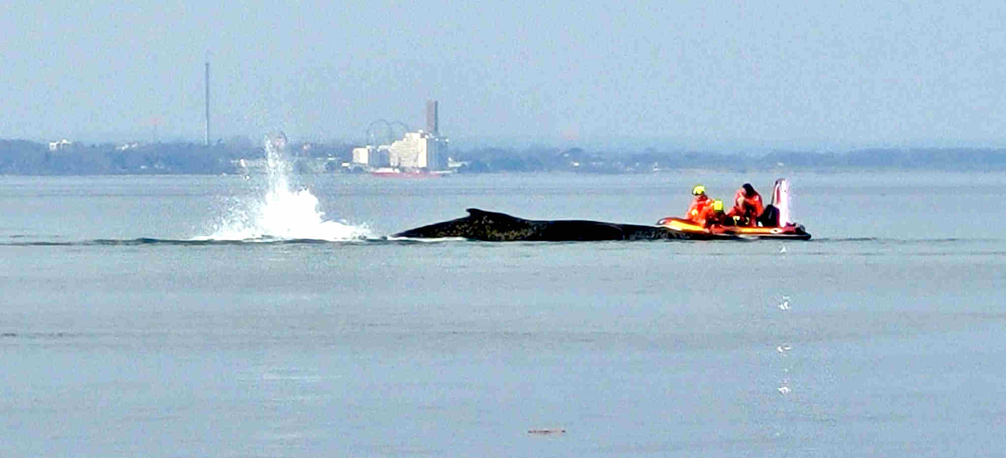 &copy; Köhler Breaking news stop Wal vor Timmendorf gestrandet