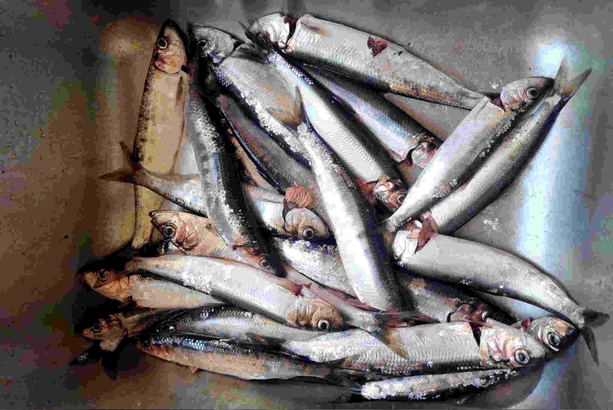 &copy; Kajak Rudi Heringe vom 01.04.2026 frisch aus dem Nebel in das Kajak