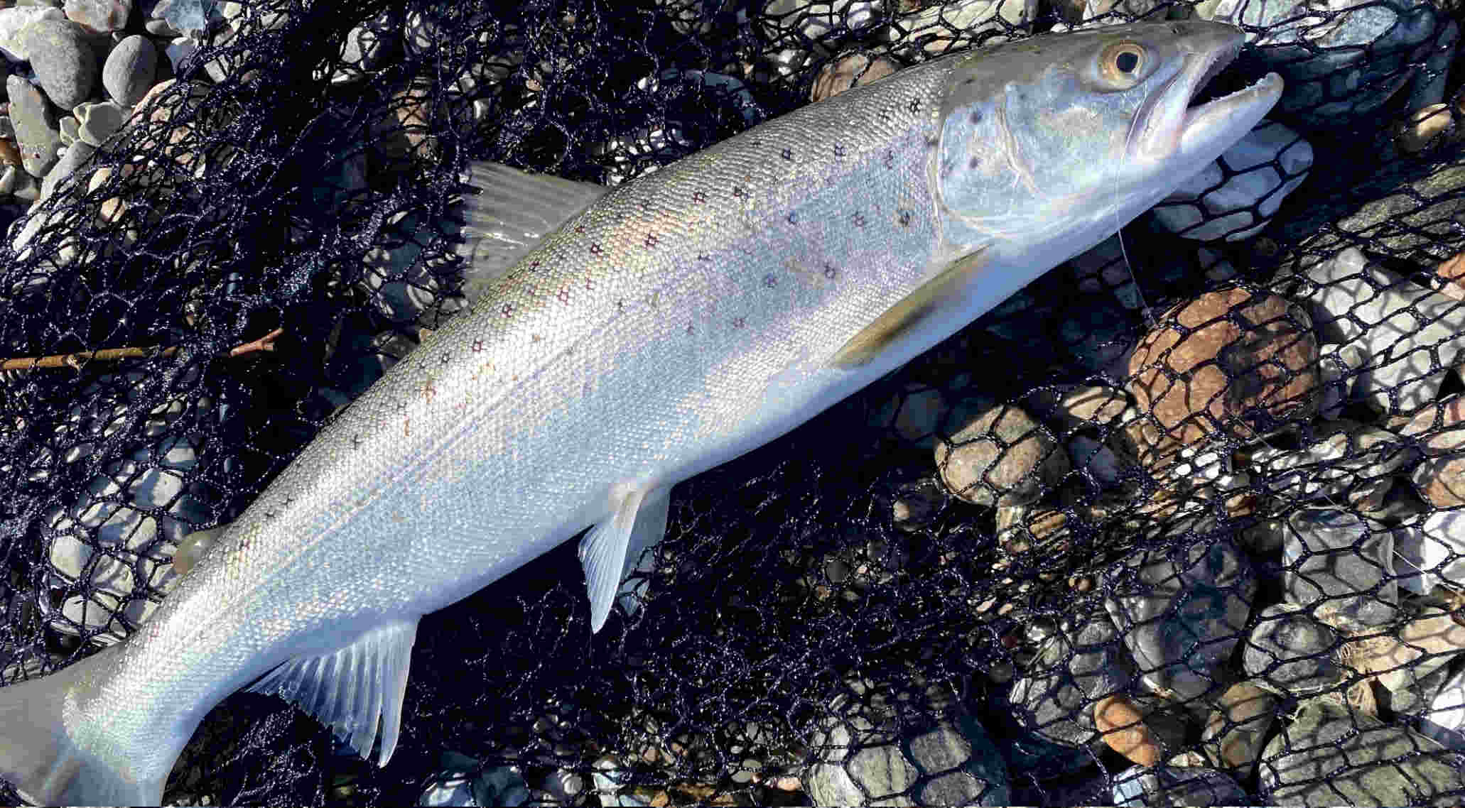 &copy; Unknownangler Frisch am 04.04.2026 reingekommen