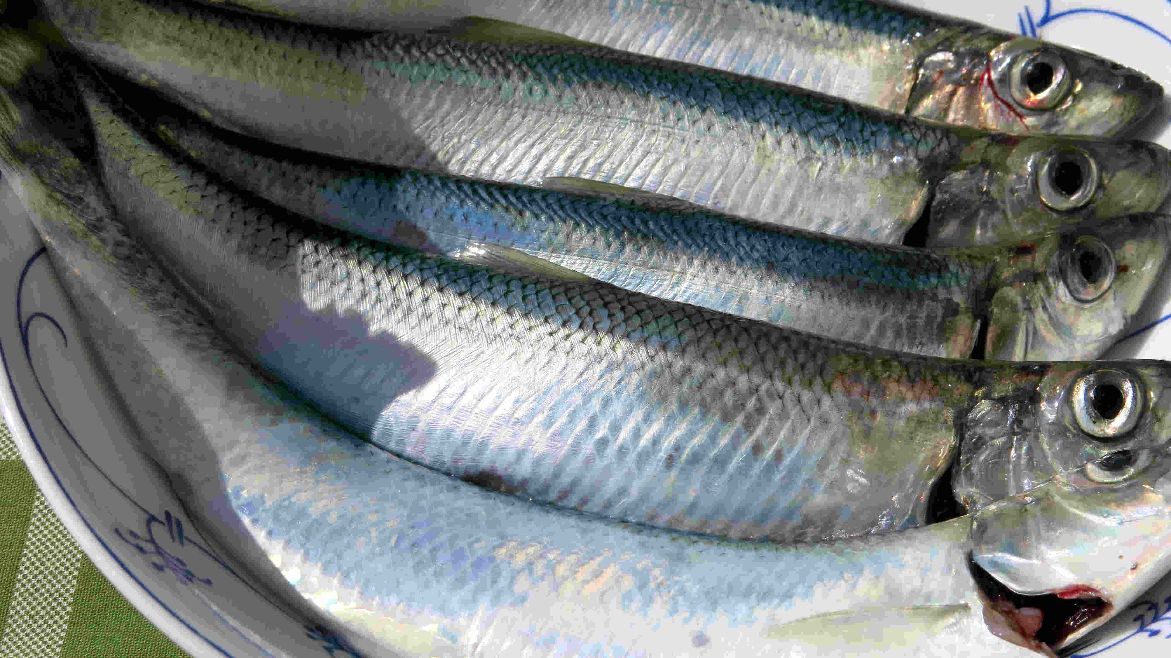 Am 08.04.2026 konnte ich unter Aufsicht von Ostseefan silbern