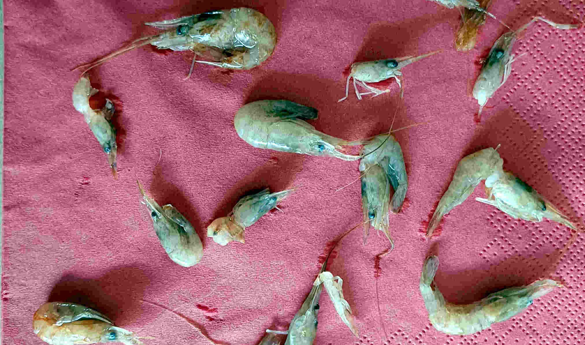 &copy; Günni wollte genau wissen: Seine Meerforelle hatte 2 Sandaale und viele Krabben gefressen