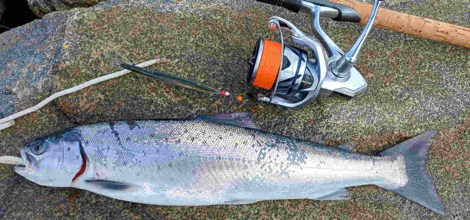 &copy; Günni Bild frisch aus der Jenzi  vom Strand: Günni's Meerforelle vom 10.04.2026