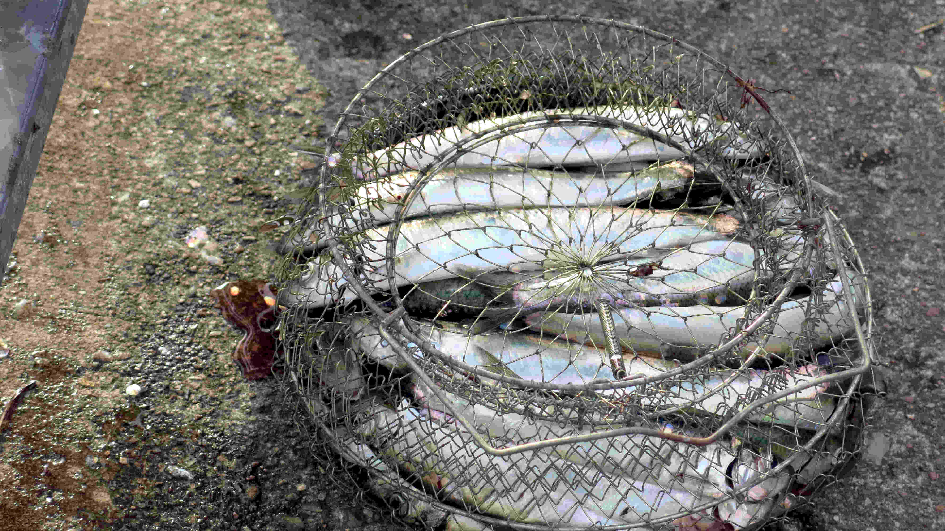 Heringe für fishfinders Küche. Petri Heil!