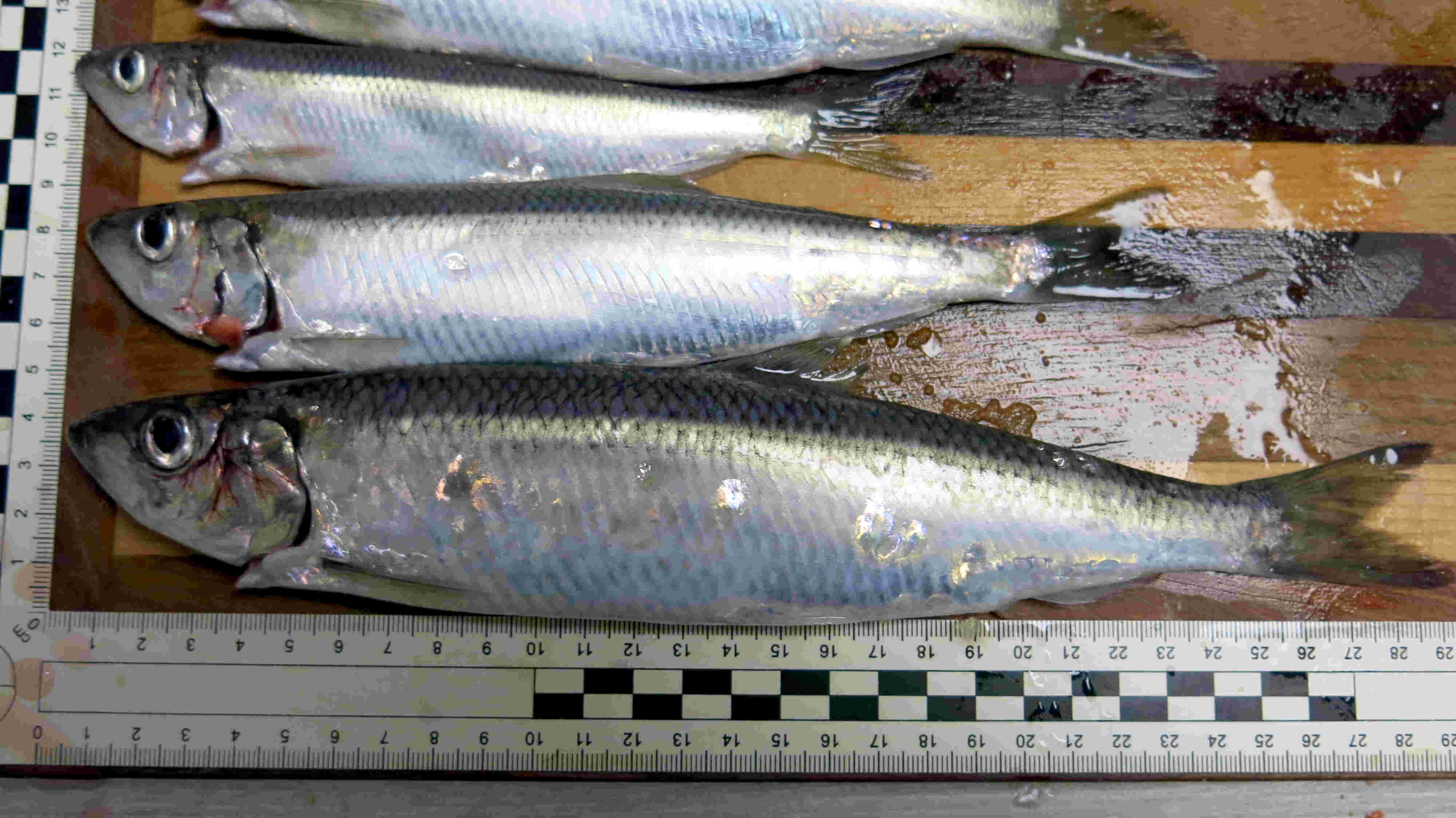 Heringe in 3 unterschiedlichen Größen. Geangelt Mitte April 2026 im Bereich Kiel