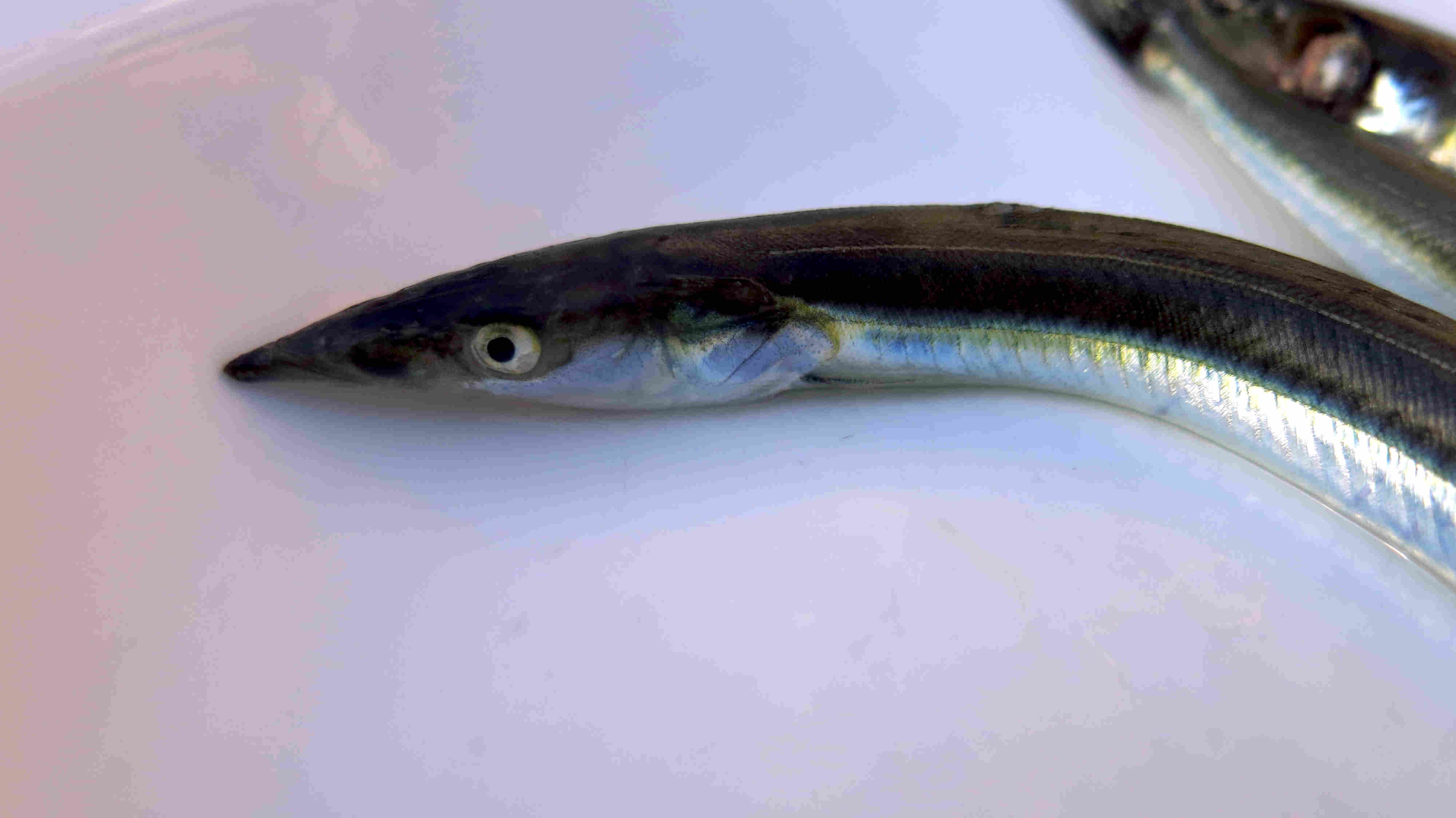 Erfolgreiche Jagd nach Sandaalen am 22.06.2026