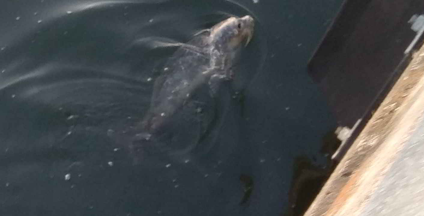 © Antiton Seehund beim Angeln nach Makrele in der Kieler Innenstadt