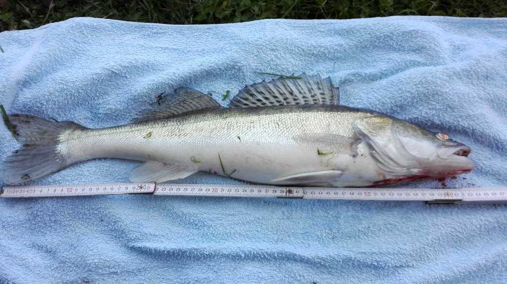 © Arwen 65iger Zander mittags mit Köderfisch gefangen