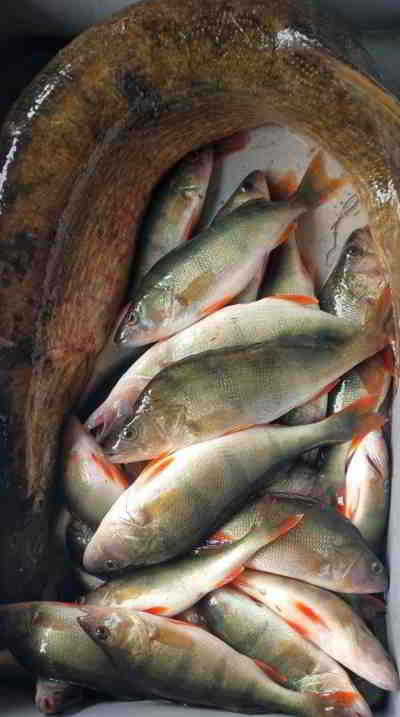 © Kajak-Rudi kann nicht nur Heringe, auch Barsche und Hechtin lief im November 2025 für ihn. Petri Heil!