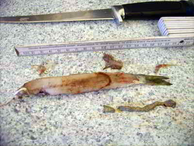 © Fishfinder Hering, Sandaal, Garnelen / Mysiden aus einer 55iger Meerforelle