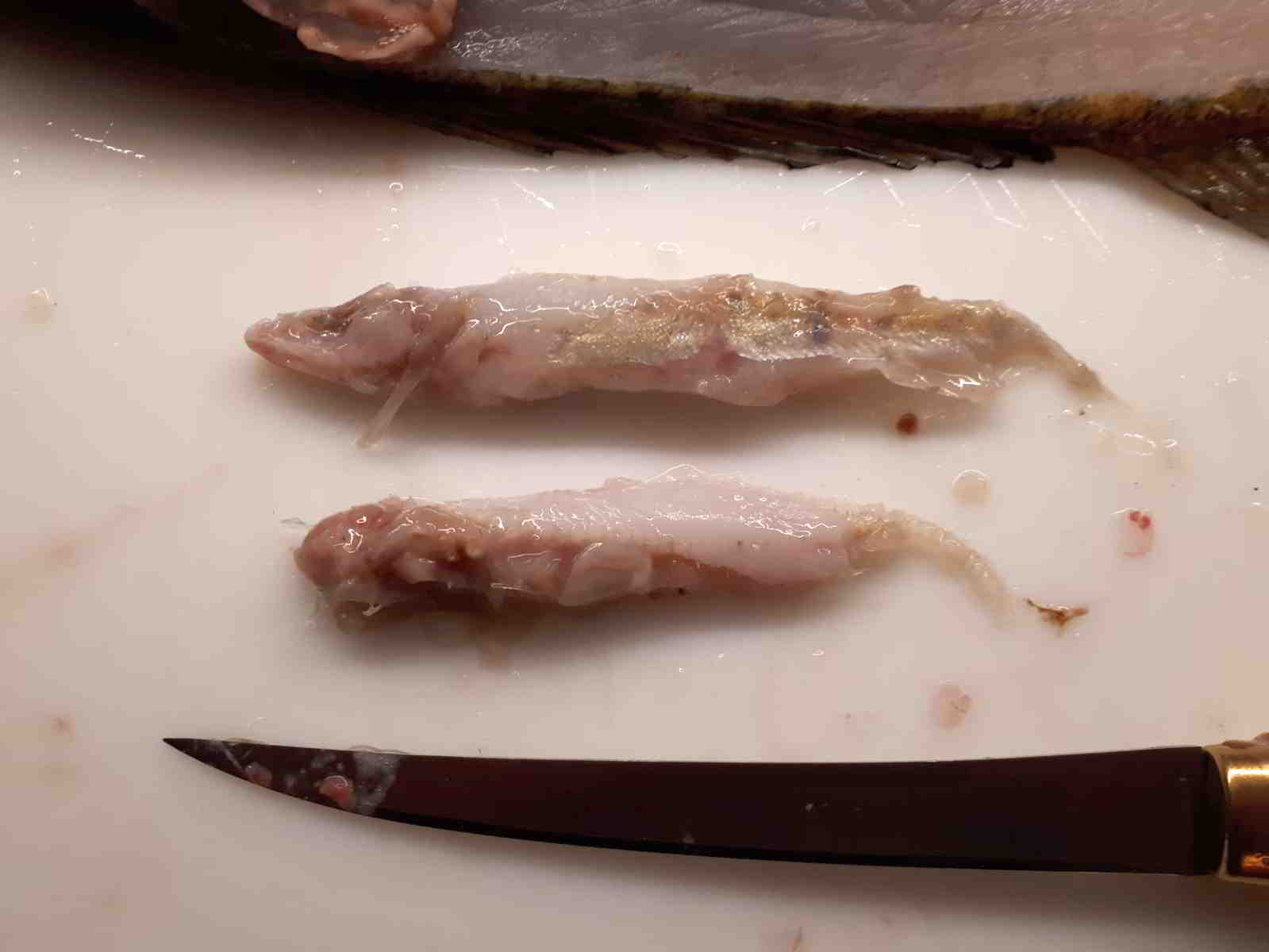 ©Fishfinder 17 cm lange Jungzander aus dem Magen des Kannibalenzanders