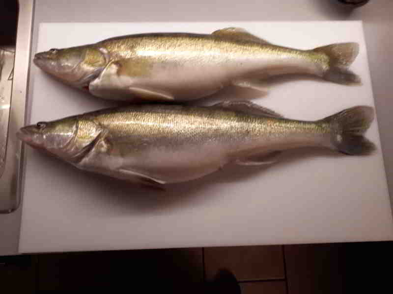 © Fishfinder präsentiert zwei prächtige Zander vom 10.01.19 aus dem Canale Grande